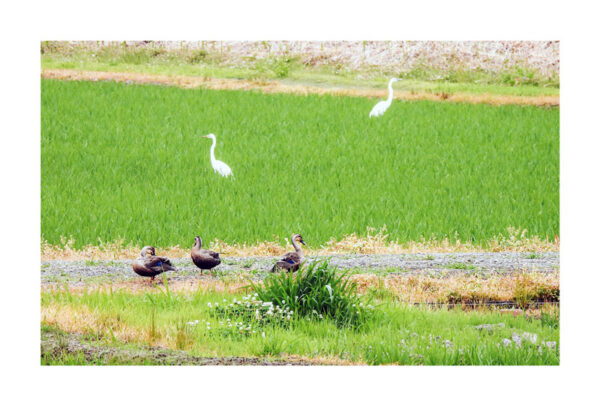 珠洲 里山の春